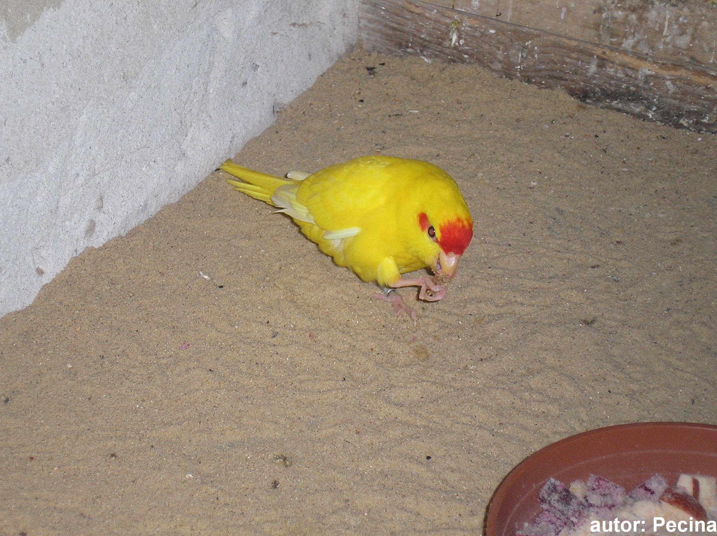 Kakariki odchov 2009
