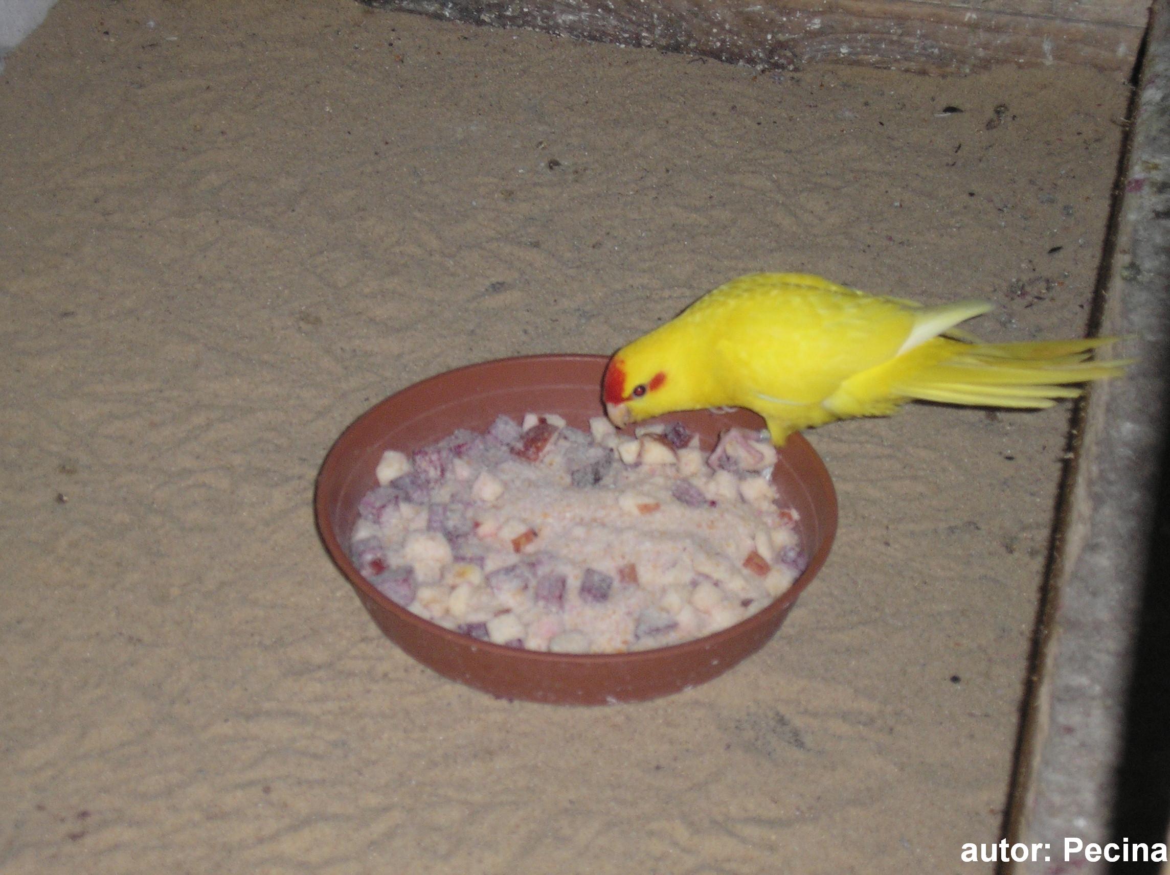Kakariky odchov v roku 2009