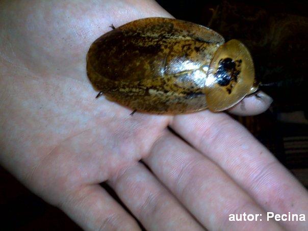 Archimandrita tessellata